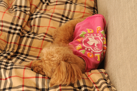 c0196673_111636100.gif
