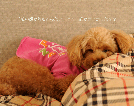 c0196673_1163084.gif