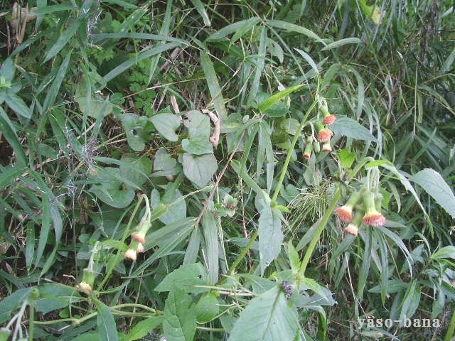 e0025300_1526139.jpg
