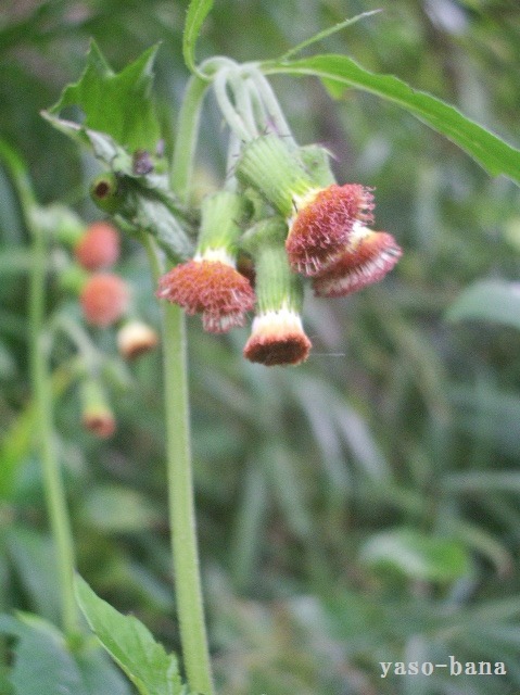 e0025300_15342898.jpg