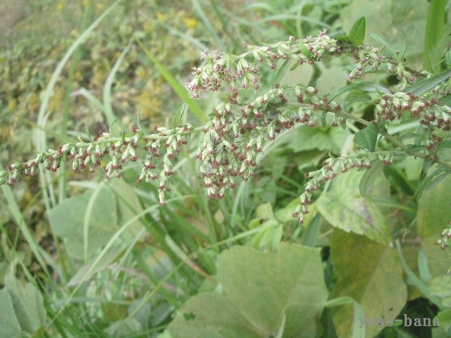 e0025300_1537185.jpg