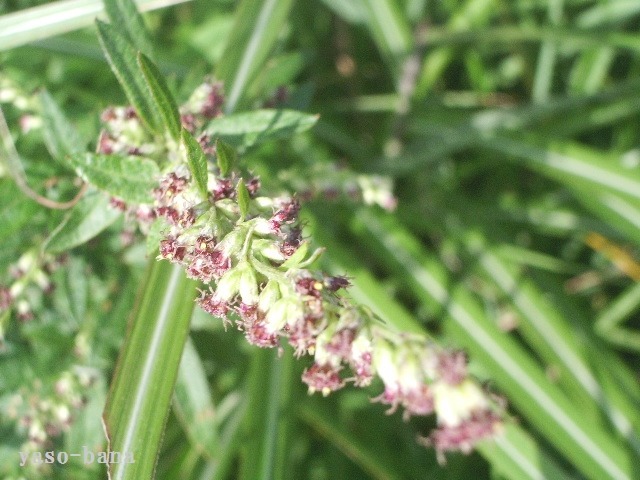 e0025300_15401462.jpg