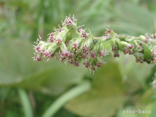 e0025300_15402386.jpg