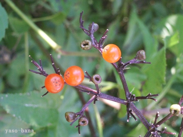 e0025300_1626585.jpg