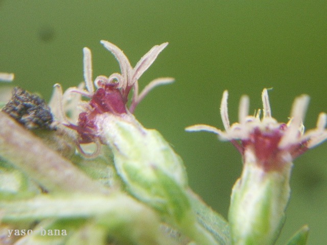 e0025300_1693240.jpg