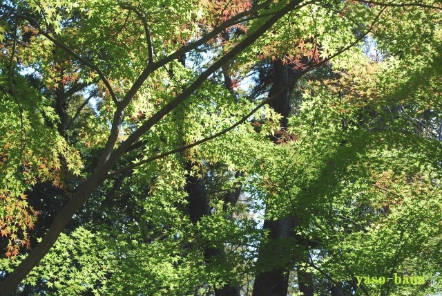 e0025300_20331086.jpg
