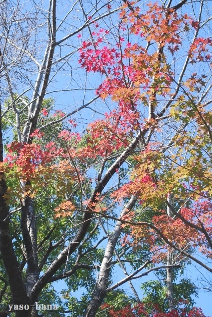 e0025300_203509.jpg