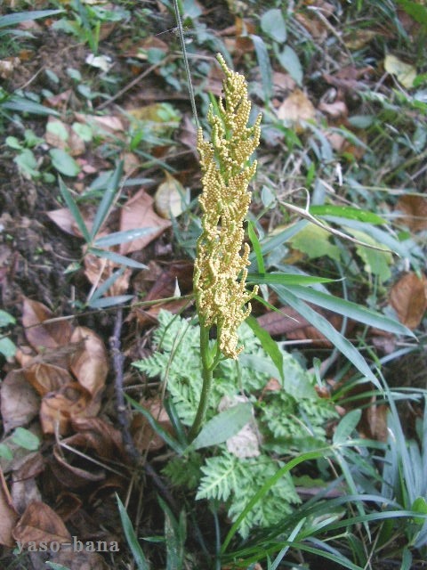 e0025300_20371949.jpg