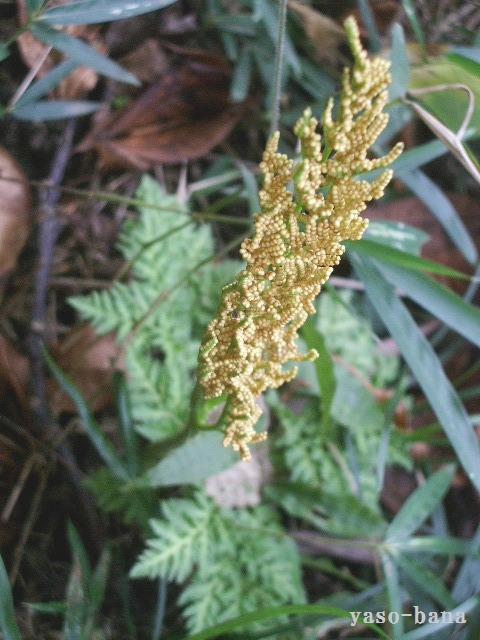 e0025300_20462729.jpg