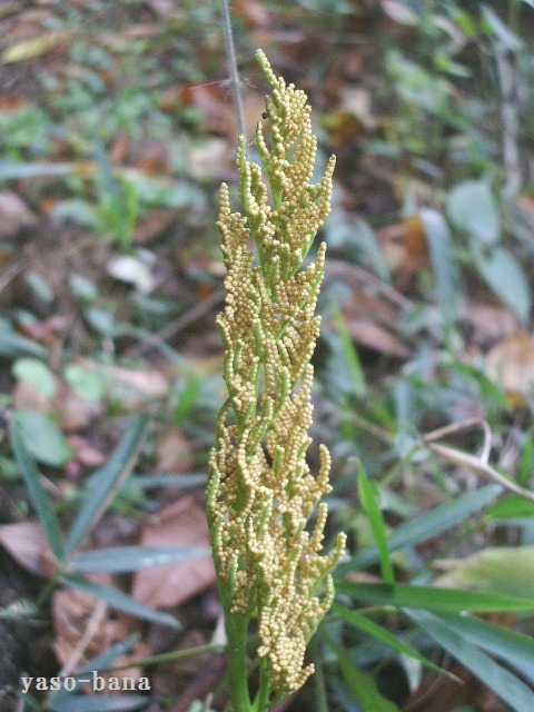 e0025300_20503724.jpg
