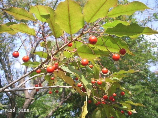e0025300_21121169.jpg