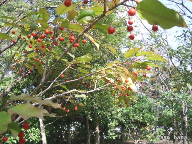 e0025300_214167.jpg