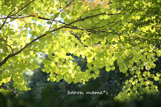 e0264802_2011721.jpg
