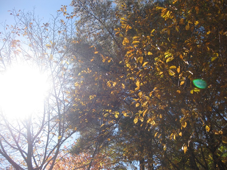 f0179209_11523578.jpg
