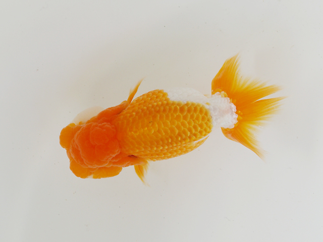 c0162817_90266.jpg