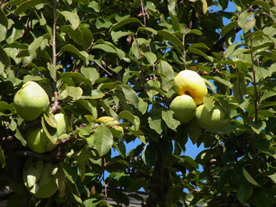 b0019140_15301433.jpg