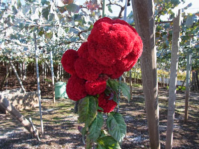 b0019140_15465212.jpg