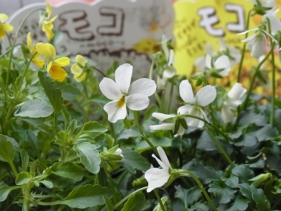 a0251851_1115726.jpg