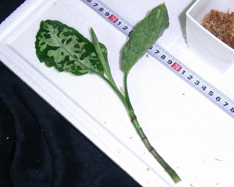 d0249970_23305659.jpg