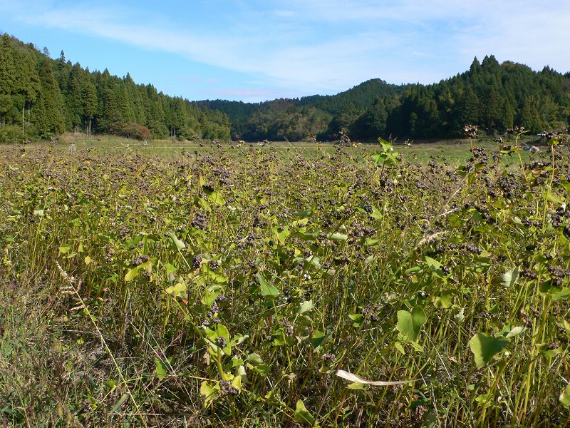 b0042882_1315333.jpg