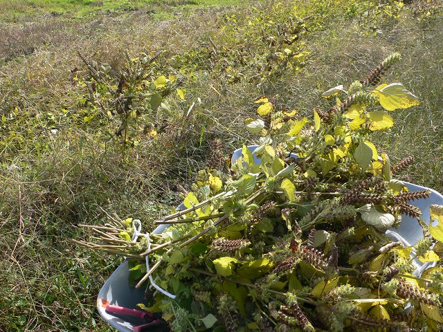 b0042882_1441124.jpg