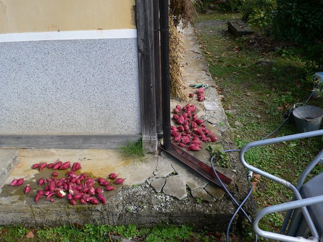 b0042882_1492118.jpg