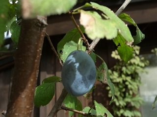e0271890_17292664.jpg