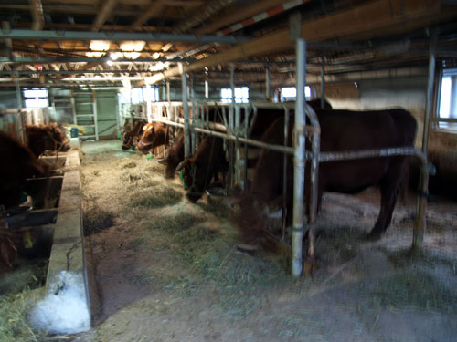 f0236291_1053330.jpg