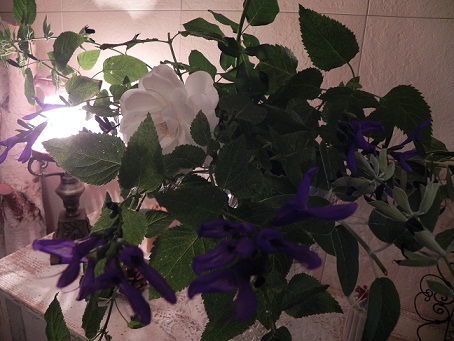 c0152002_10553649.jpg