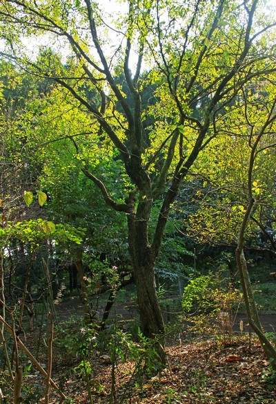c0104227_10305374.jpg