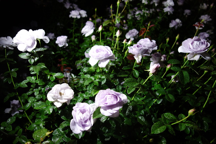 a0287336_155736.jpg