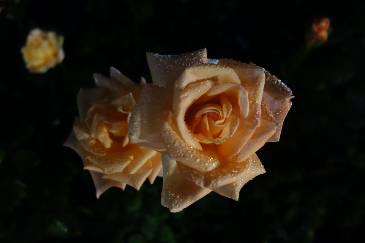 a0287336_16203187.jpg