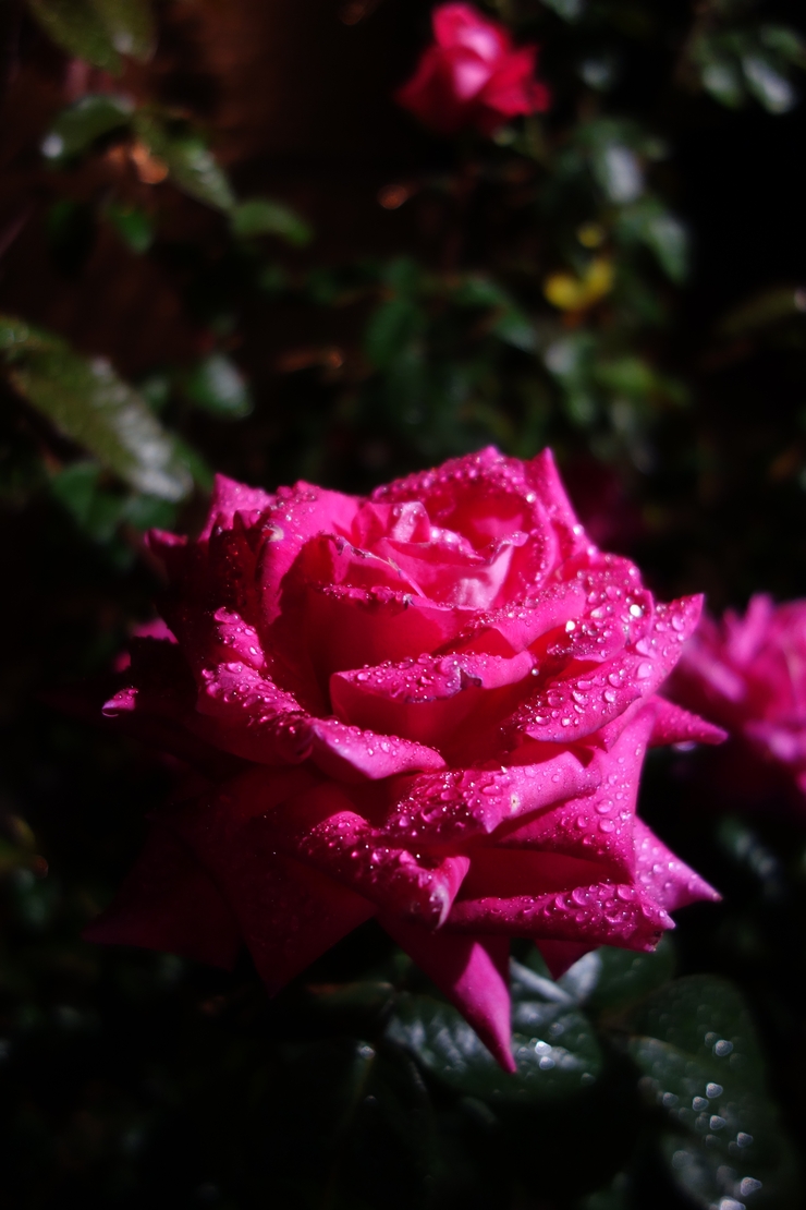 a0287336_16215369.jpg