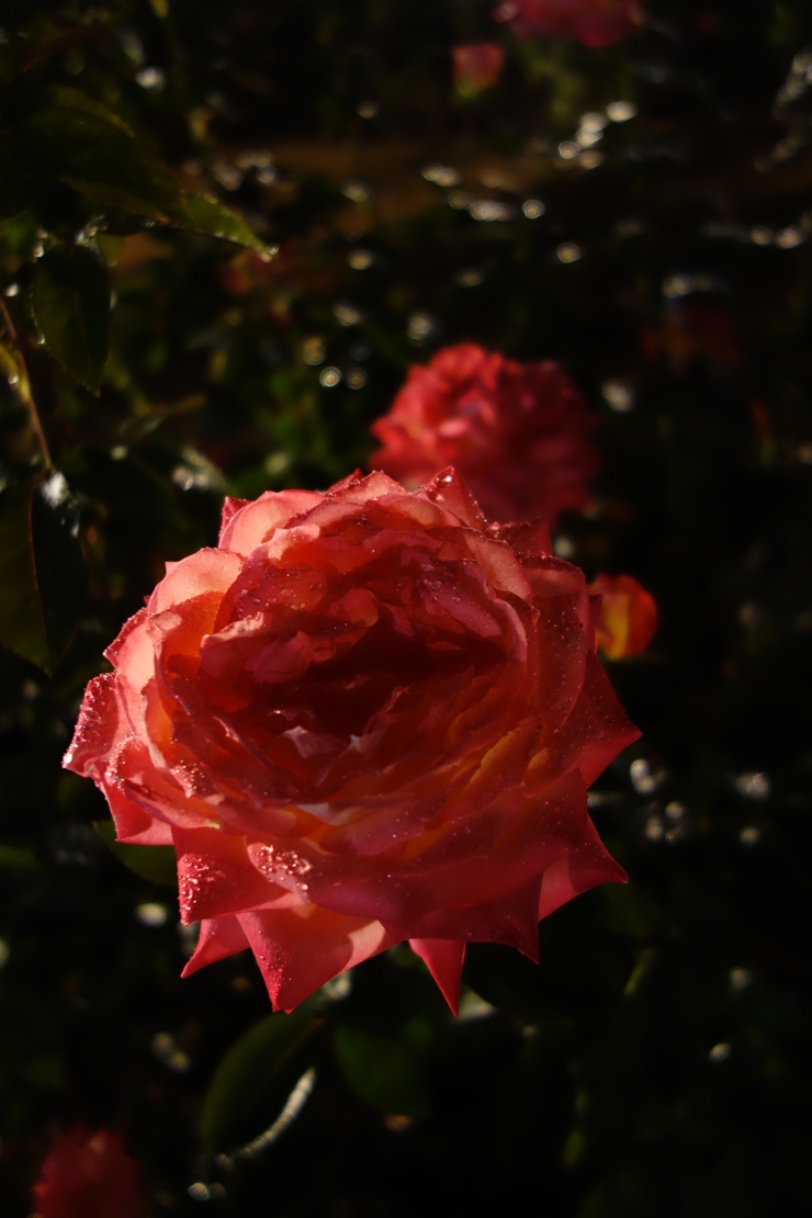 a0287336_16223411.jpg