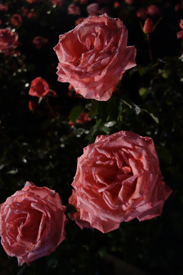 a0287336_16230100.jpg