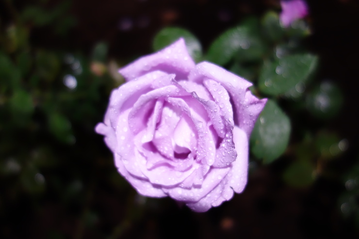 a0287336_1635557.jpg