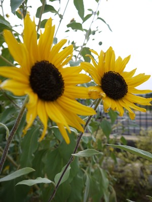 e0100046_14374280.jpg