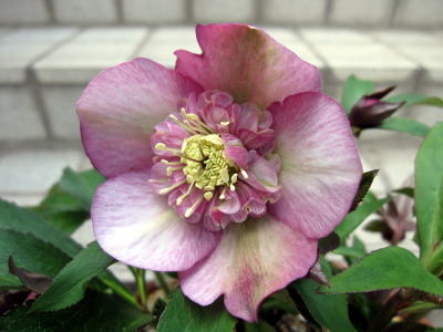 c0147952_2136951.jpg