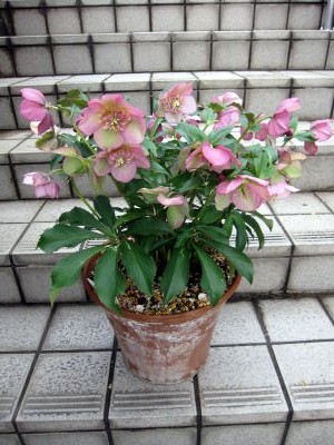 c0147952_21544849.jpg