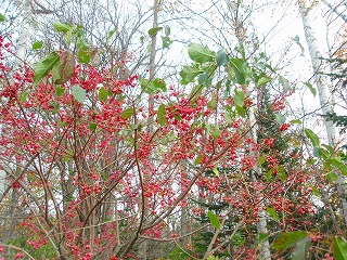 e0004756_20193445.jpg