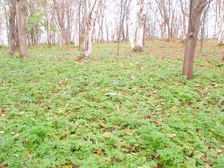 e0004756_20233225.jpg