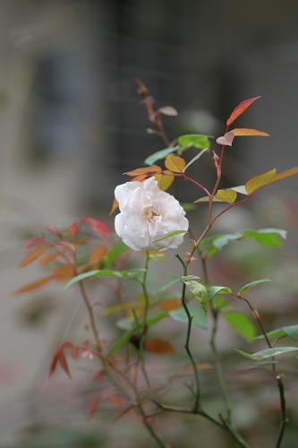 c0186463_18383854.jpg