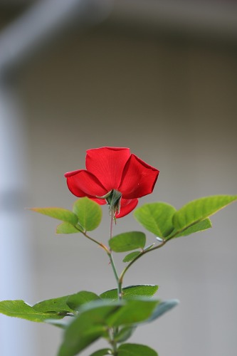 c0186463_18495985.jpg