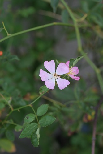 c0186463_1851554.jpg