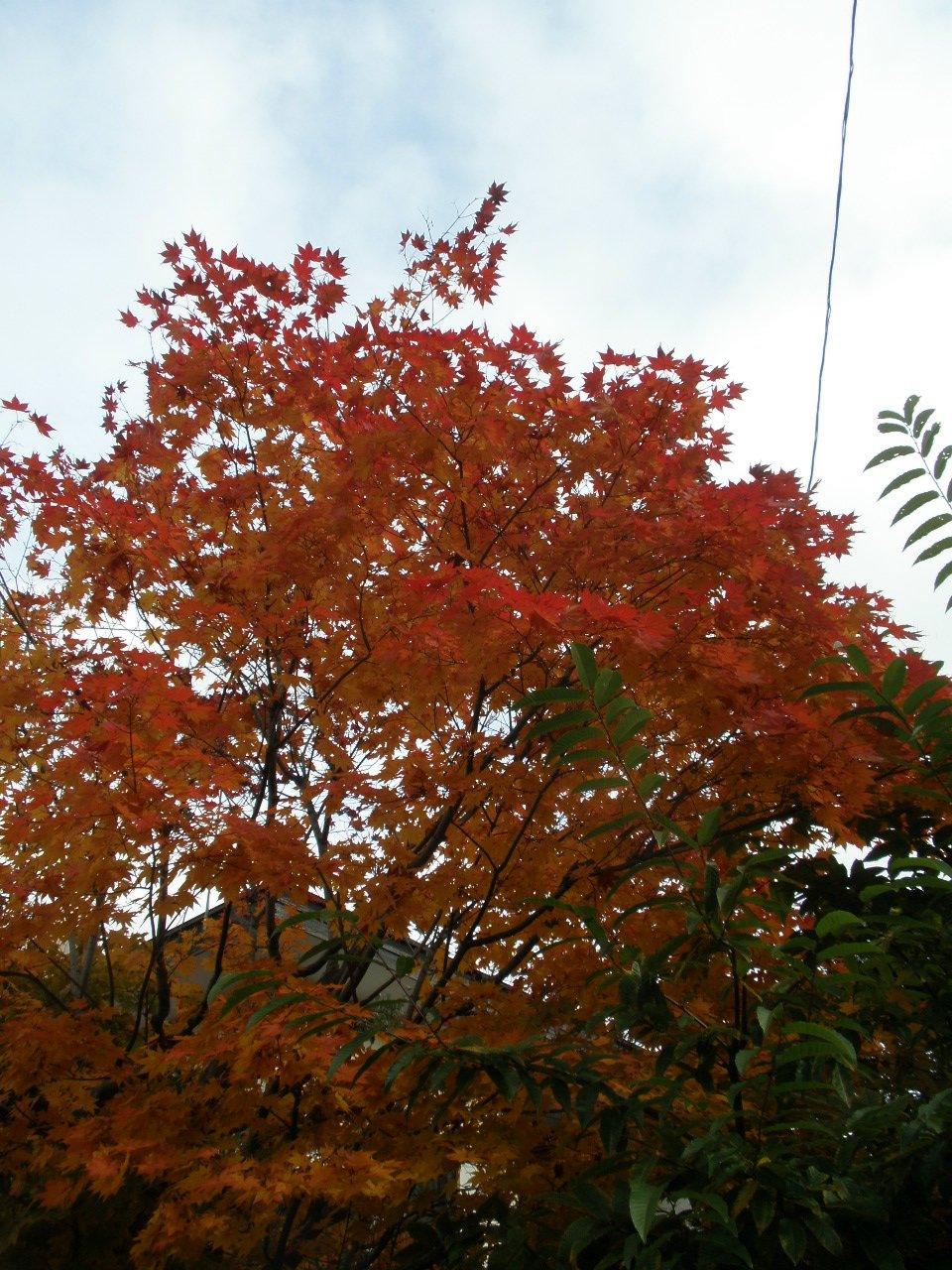 d0150967_161177.jpg