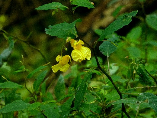 d0084473_213050.jpg