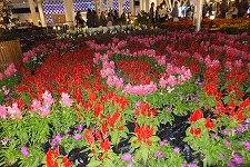 b0097689_23471455.jpg