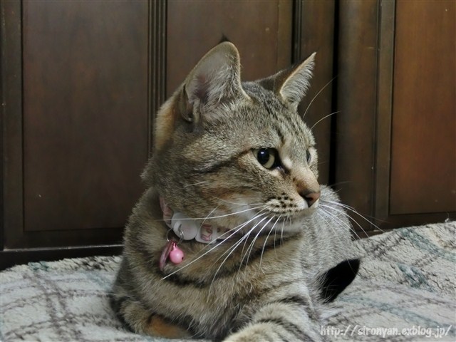 a0159490_1322954.jpg