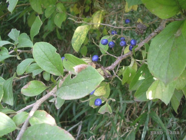 e0025300_1265098.jpg
