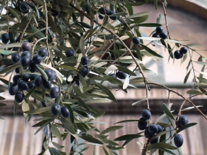 a0207108_847992.jpg